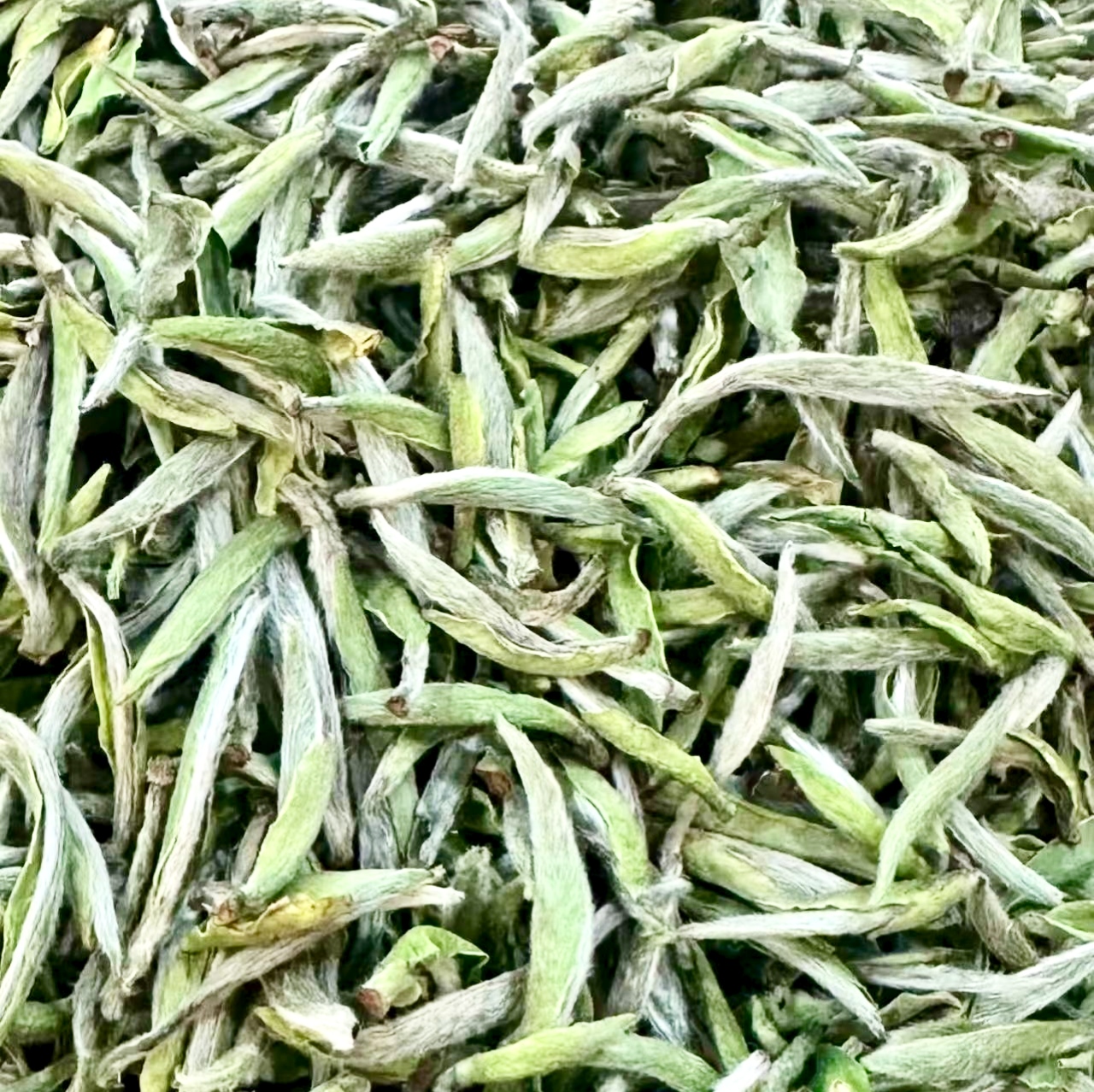 栖品荒野白毫银针福建高山头春白茶散茶